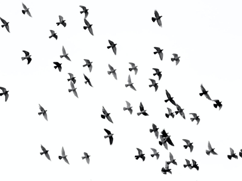 Wennen aan een beeld